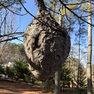 Huge natural very pretty gray Paper Wasp nest. On original branch! Peach Seed